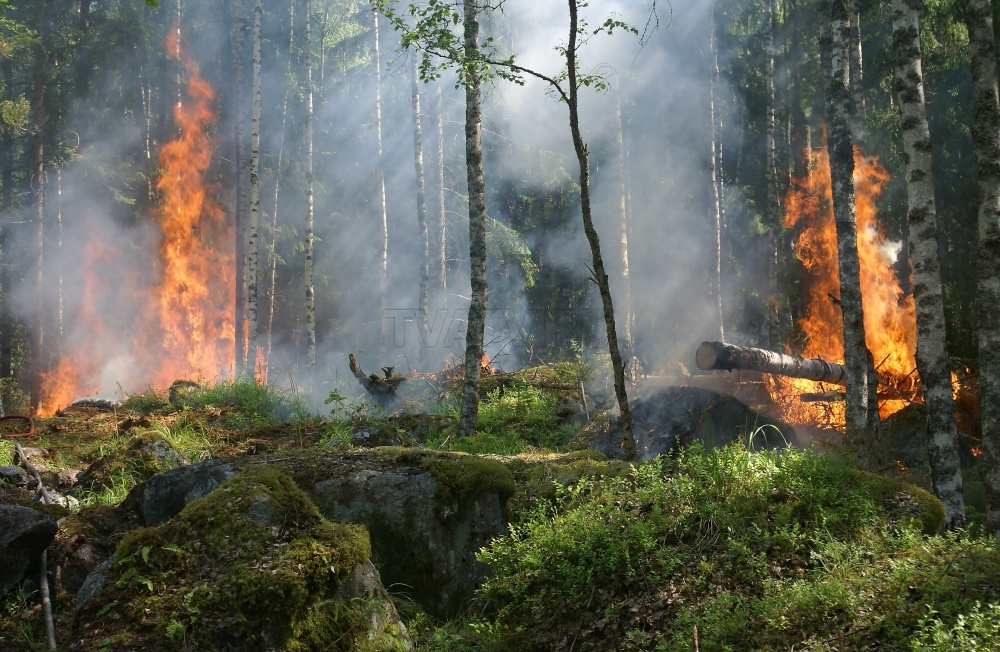 В Бурятии загорелся лес в Тункинском районе